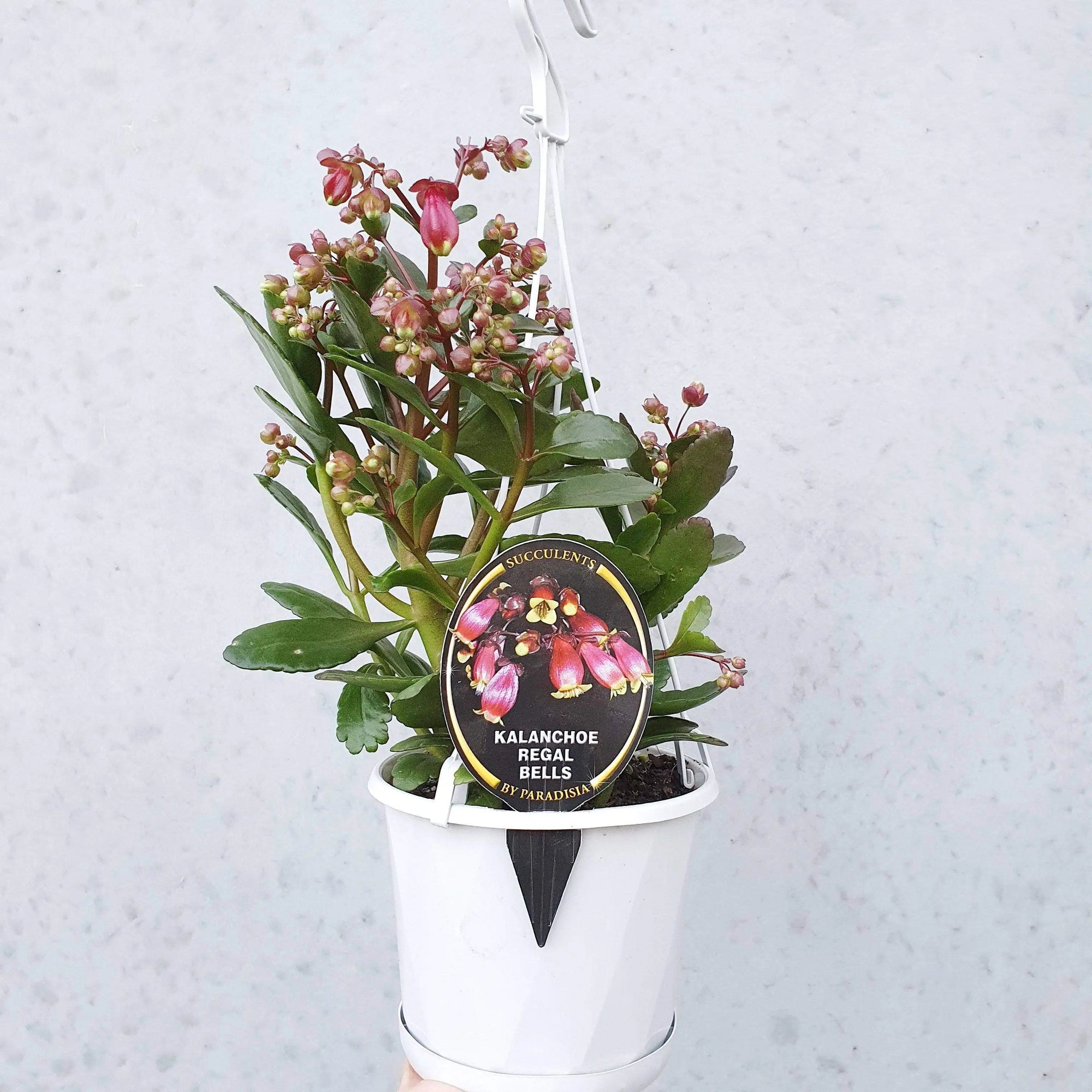 Kalanchoe Regal Bells - 13cm pot Folia House