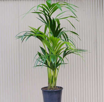 Kentia Palm (Howea forsteriana) - 20cm Pot Folia House