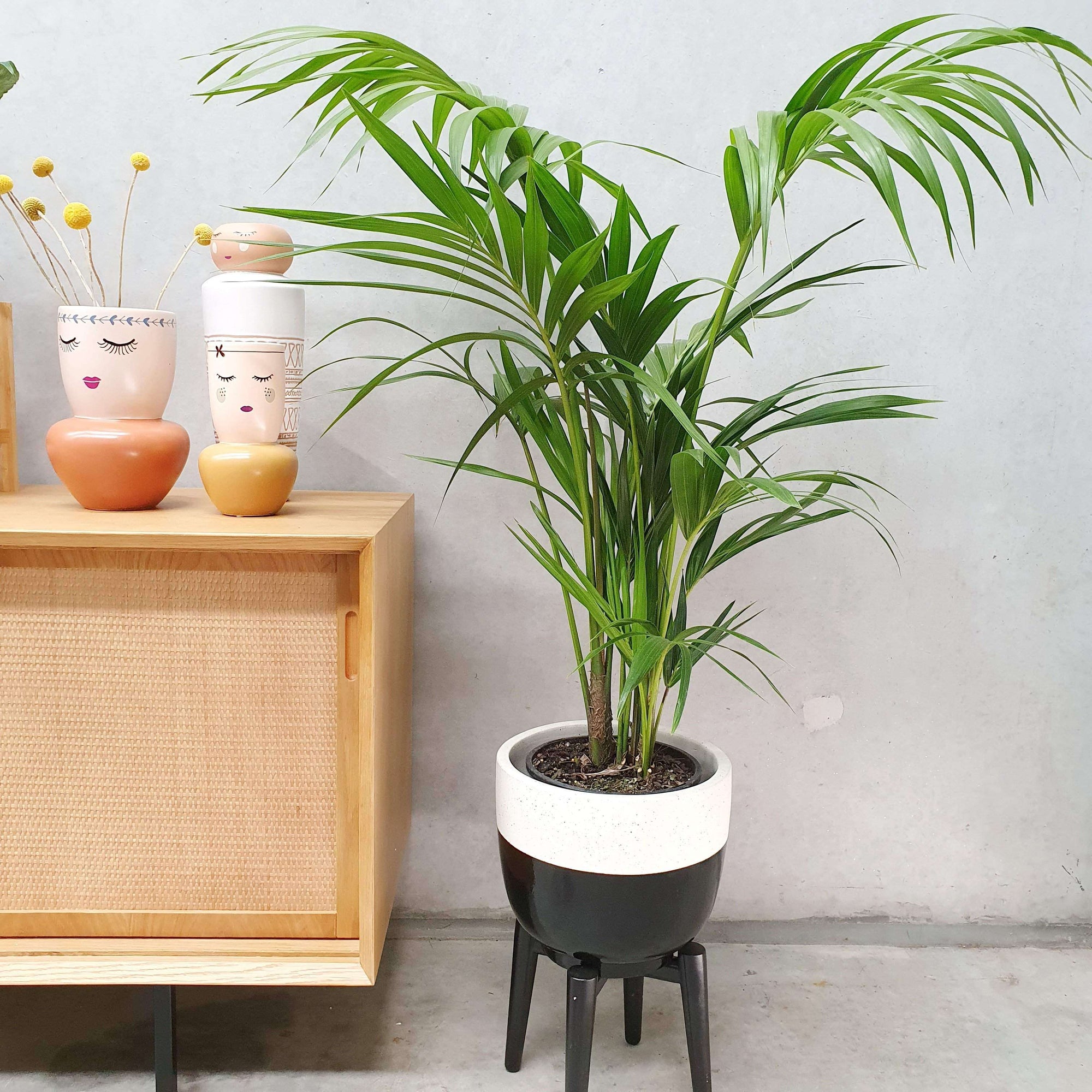 Kentia Palm (Howea forsteriana) - 25cm Pot Folia House