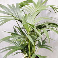 Kentia Palm (Howea forsteriana) - 25cm Pot Folia House