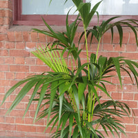 Kentia Palm (Howea forsteriana) - 30cm Pot Folia House