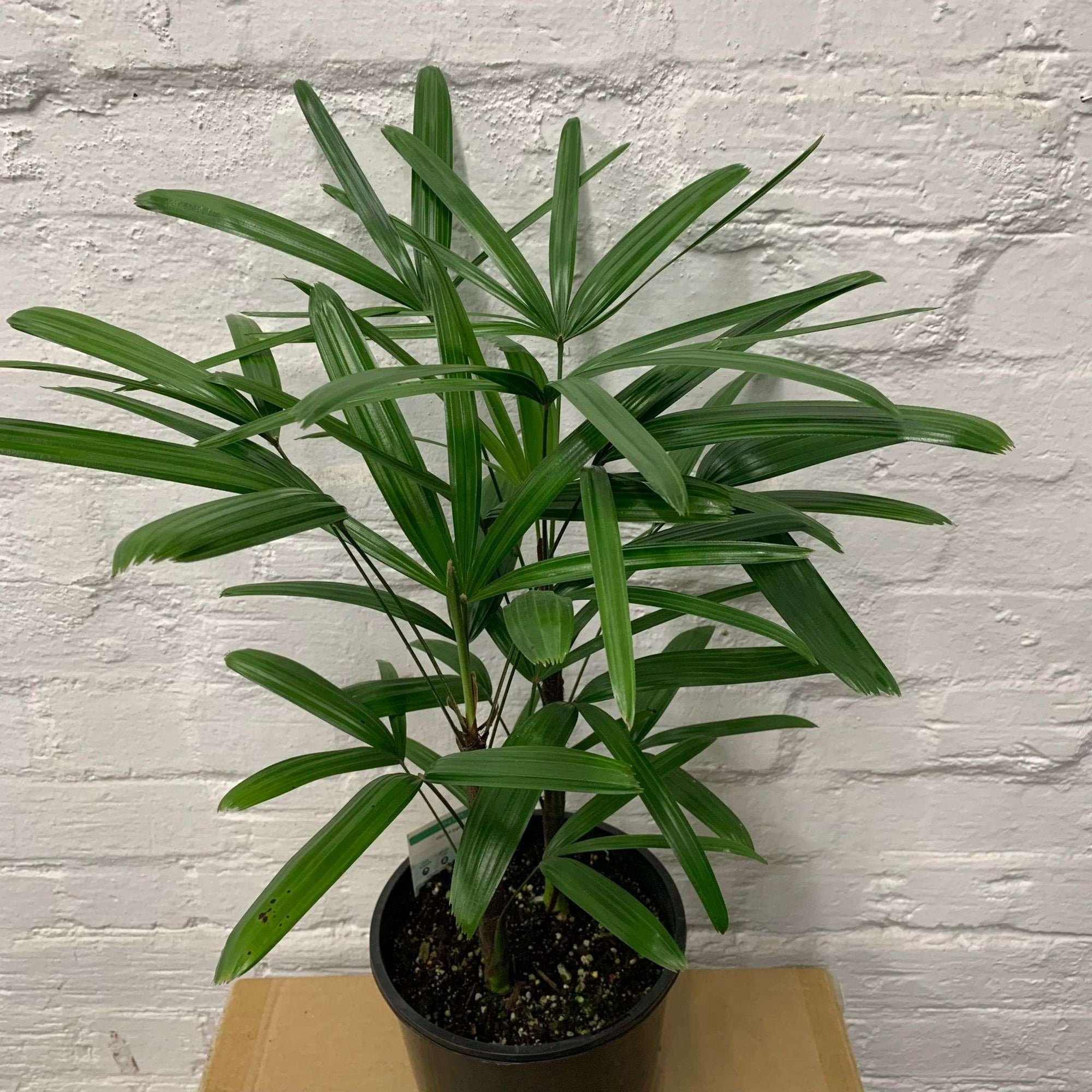 Lady Finger Palm (Rhapis Excelsa) - 20cm Pot Folia House