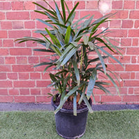 Lady Finger Palm (Rhapis Excelsa) - 25cm Pot Folia House