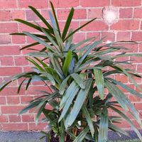Lady Finger Palm (Rhapis Excelsa) - 25cm Pot Folia House