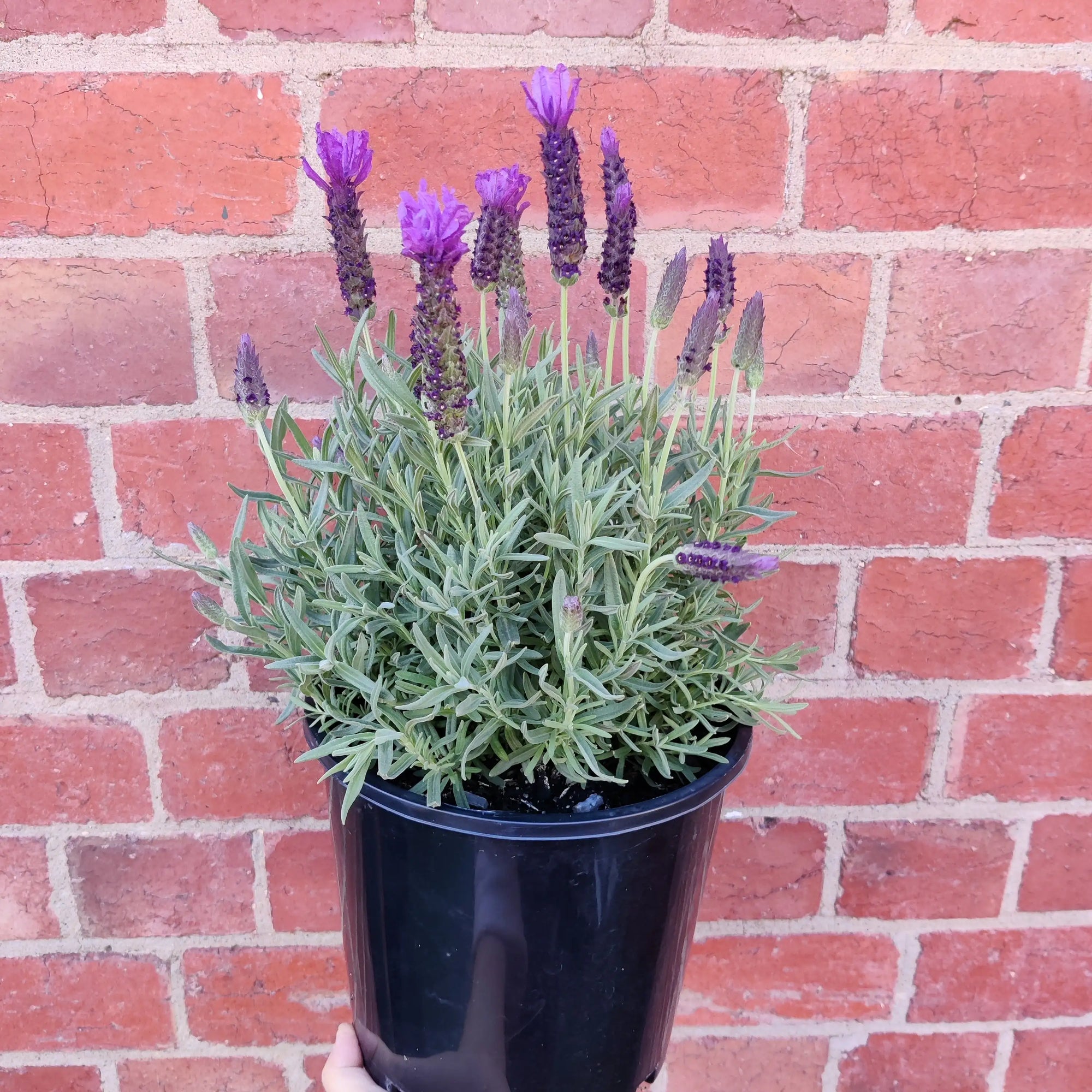 Lavender - Lavandula Javelin Deep Purple - 20cm pot Folia House