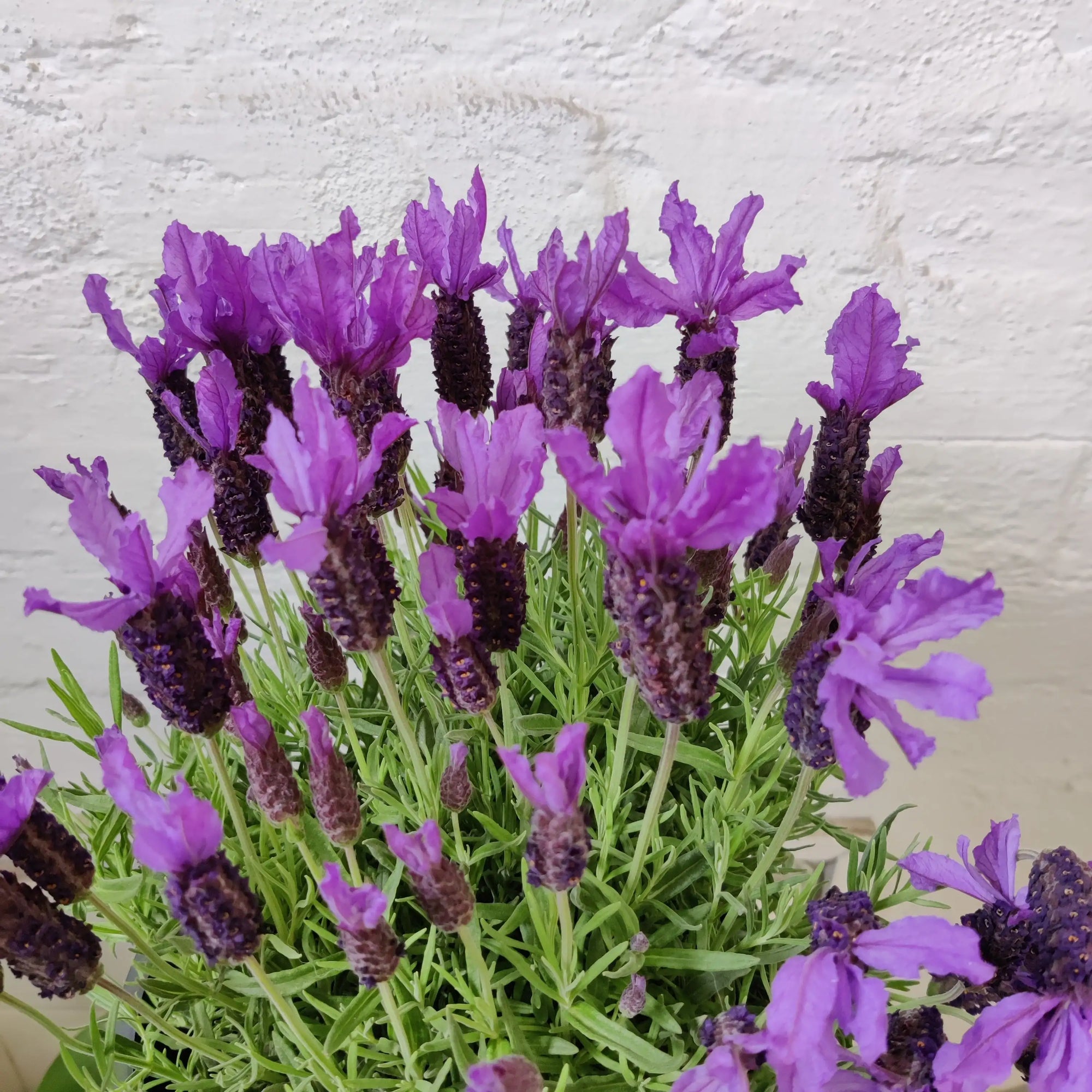 Lavender - Lavendula Javelin Deep Purple - 20cm pot Folia House