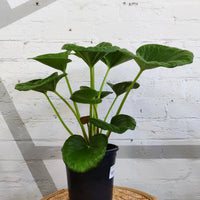 Ligularia Reniformis- 18cm pot Folia House