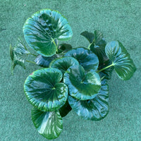 Ligularia Reniformis- 25cm pot Folia House