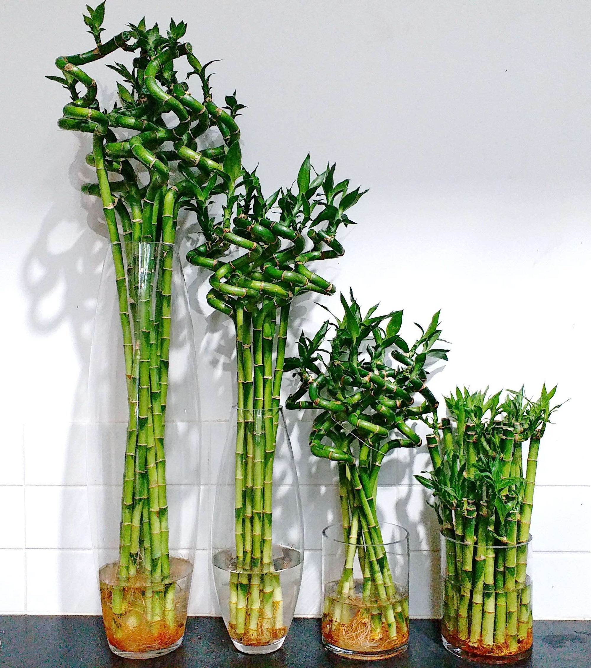 Lucky bamboo Folia House