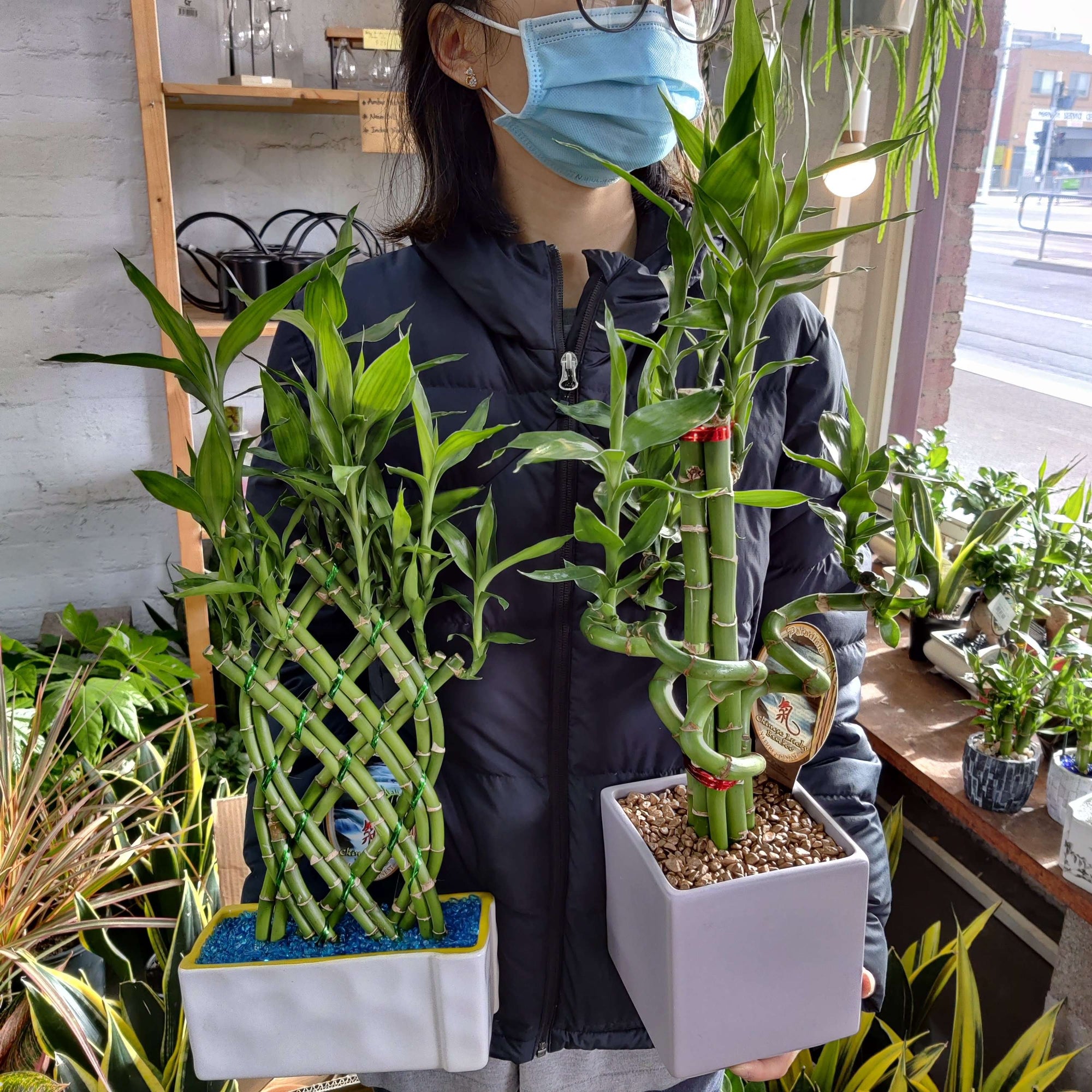 Lucky bamboo Folia House