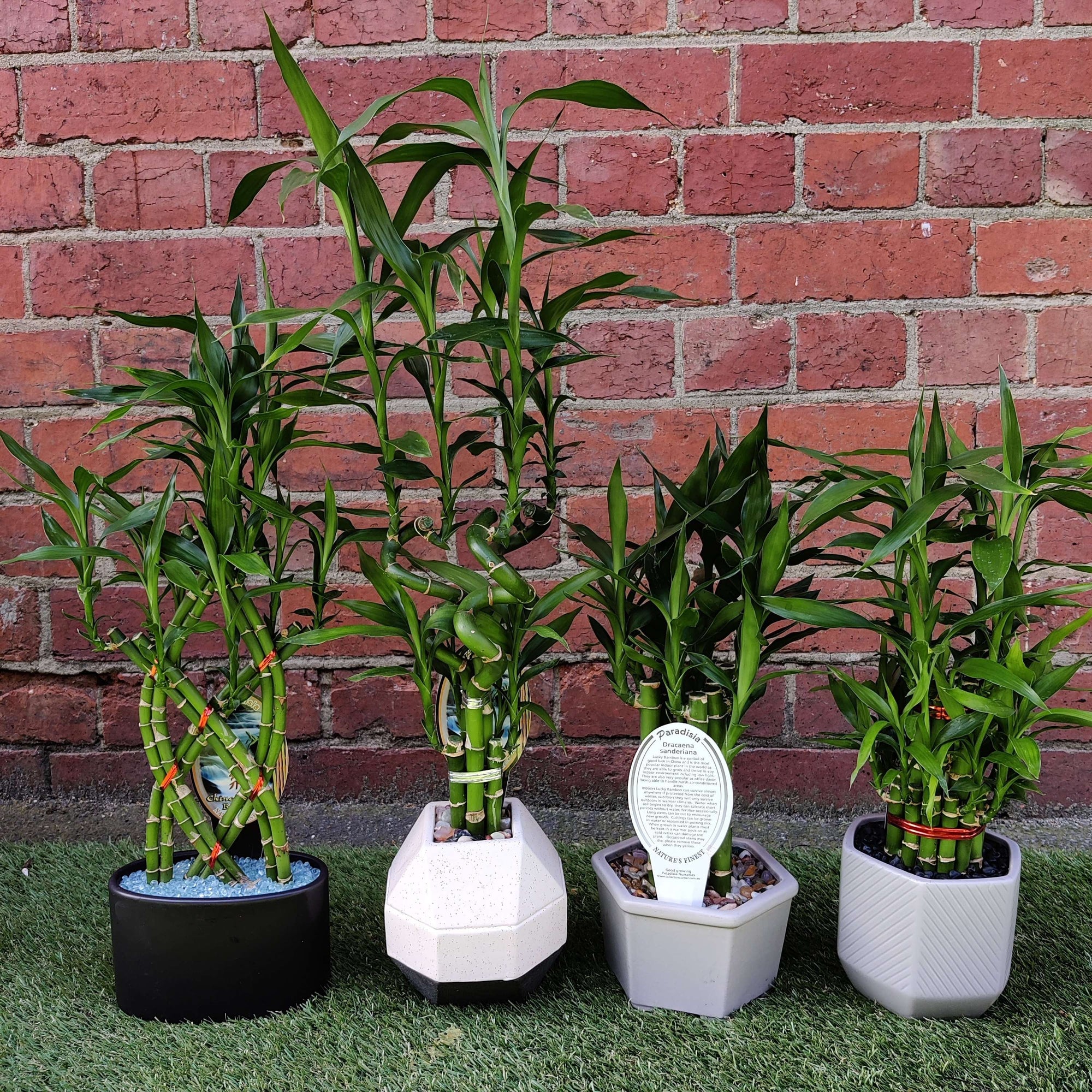Lucky bamboo Folia House