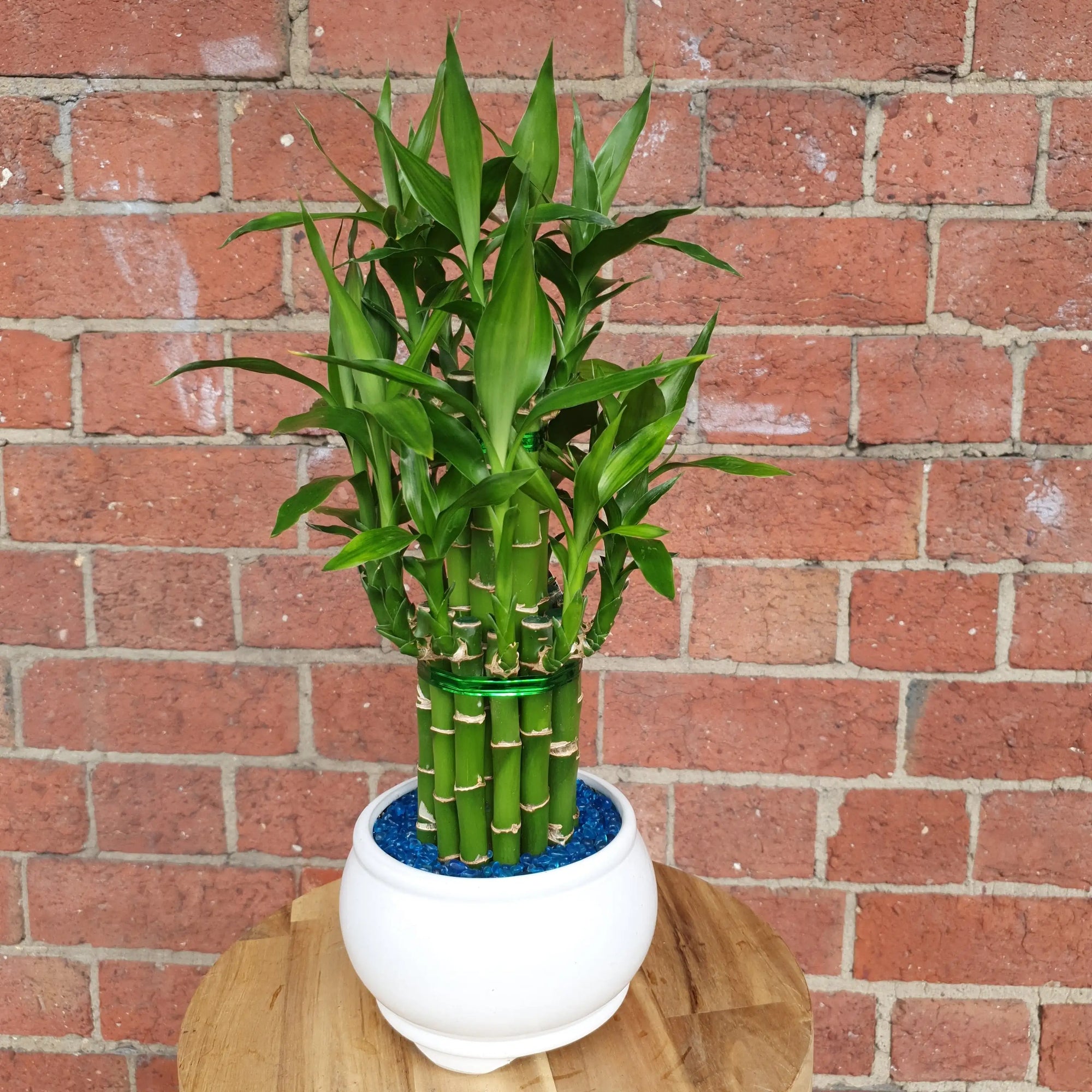 Lucky bamboo Folia House