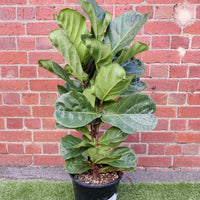 Lyrata Fiddle Leaf fig (Ficus Lyrata) - 25cm Pot Folia House