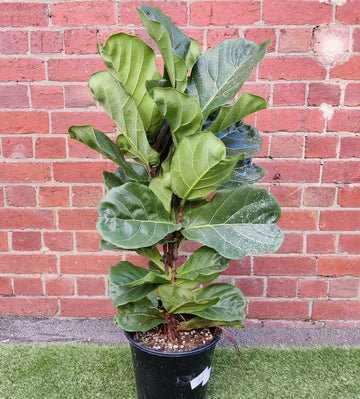 Lyrata Fiddle Leaf fig (Ficus Lyrata) - 25cm Pot Folia House