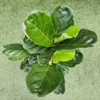 Lyrata Fiddle Leaf fig (Ficus Lyrata) - 25cm Pot Folia House