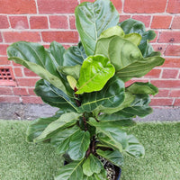 Lyrata Fiddle Leaf fig (Ficus Lyrata) - 25cm Pot Folia House