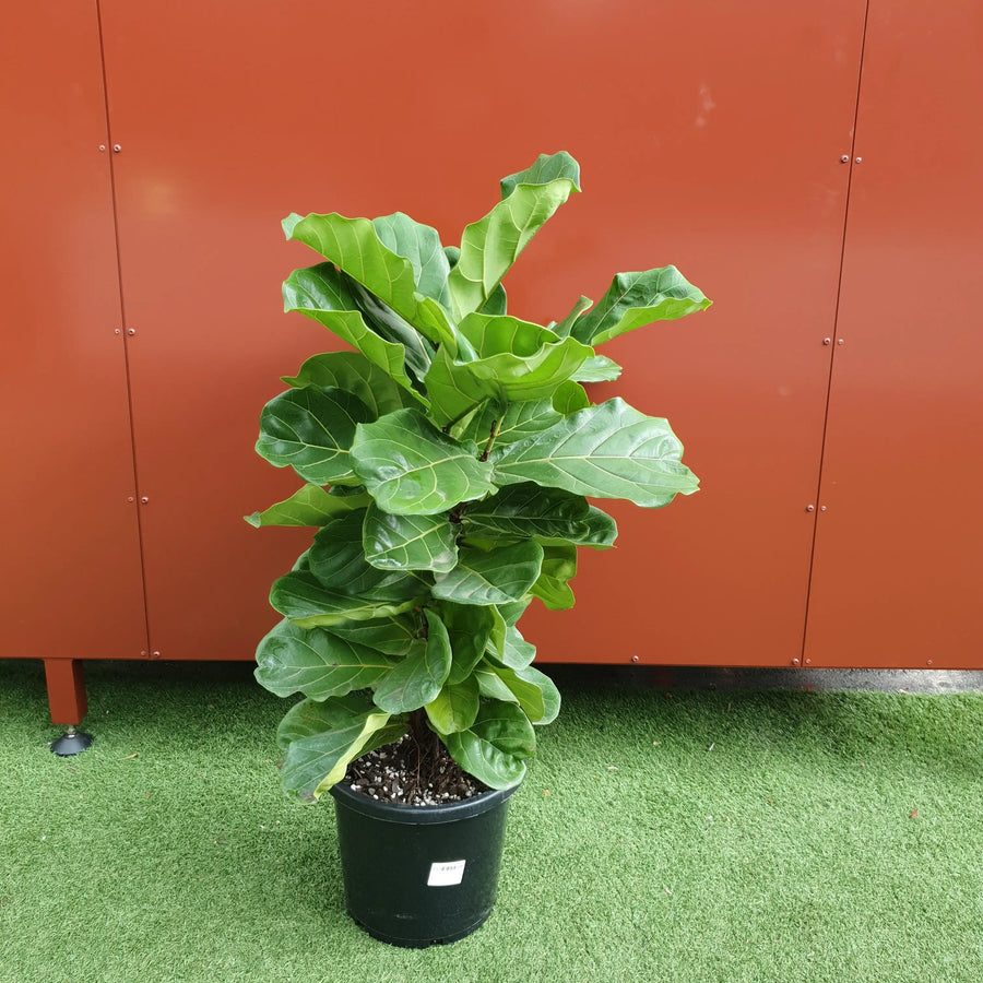 Lyrata Fiddle Leaf fig (Ficus Lyrata) - 30cm Pot Folia House