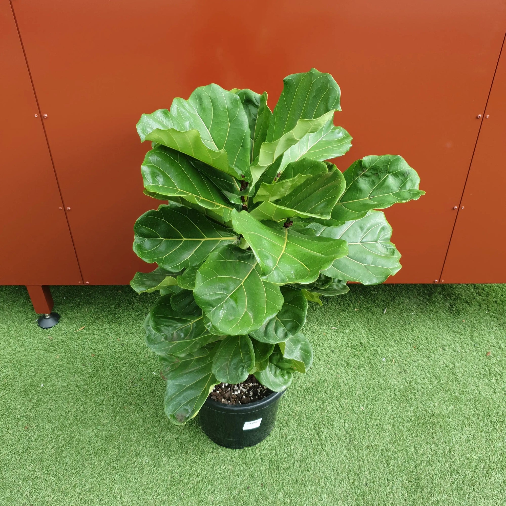 Lyrata Fiddle Leaf fig (Ficus Lyrata) - 30cm Pot Folia House