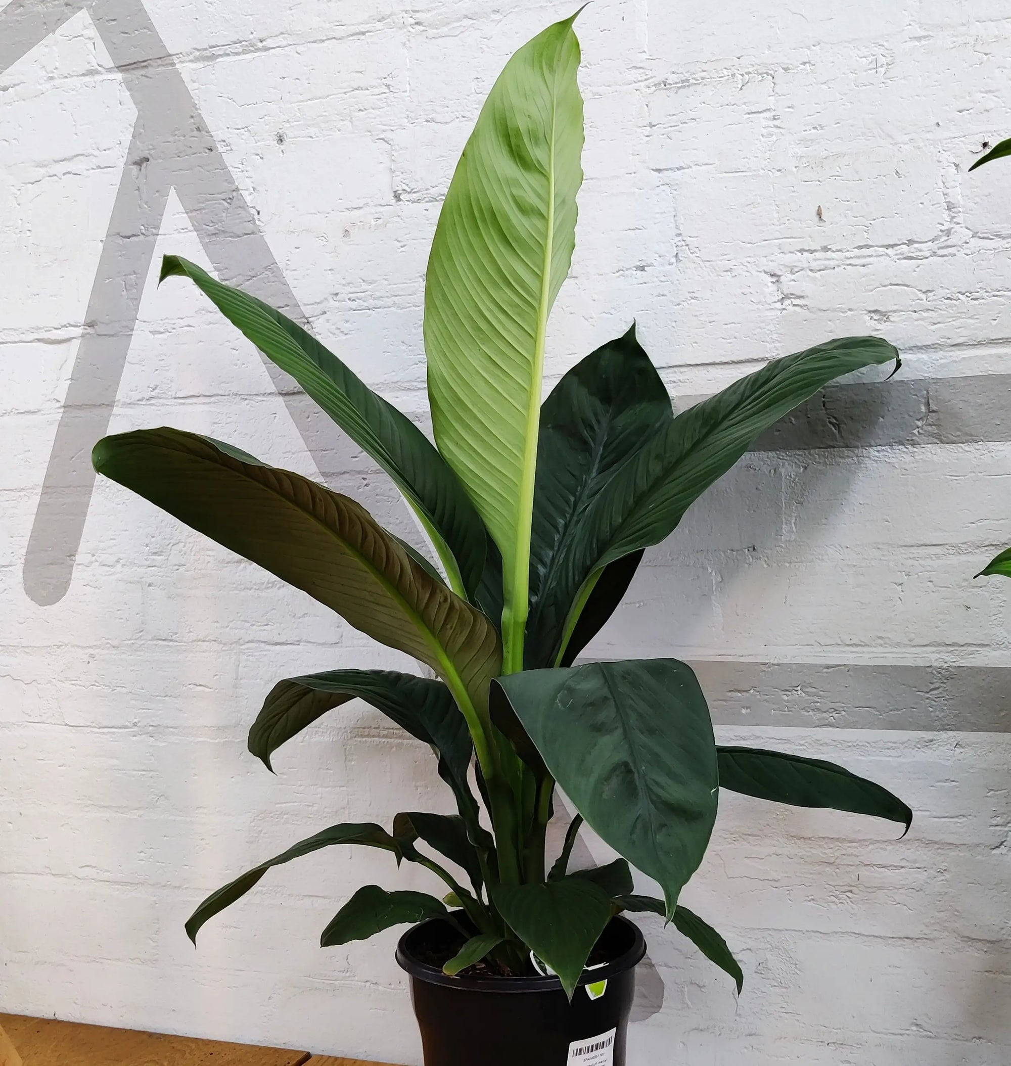 Madonna Peace Lily (Spathiphyllum Wallisii) - 20cm Pot Folia House