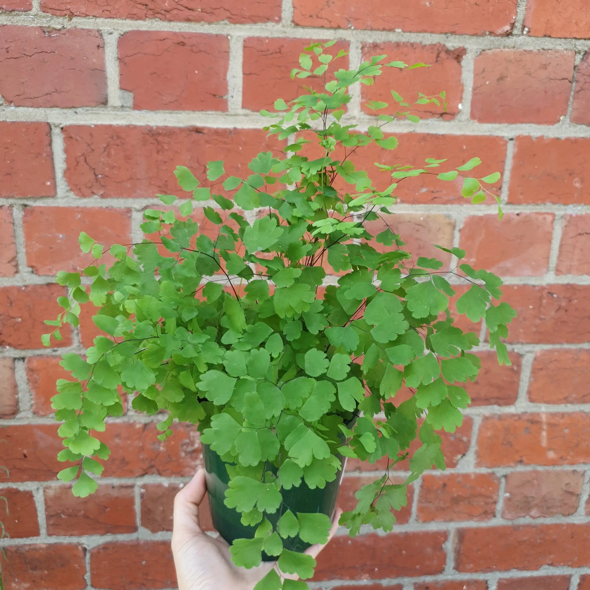 Maidenhair Fern - 13cm Pot Folia House