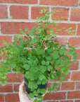 Maidenhair Fern - 13cm Pot Folia House