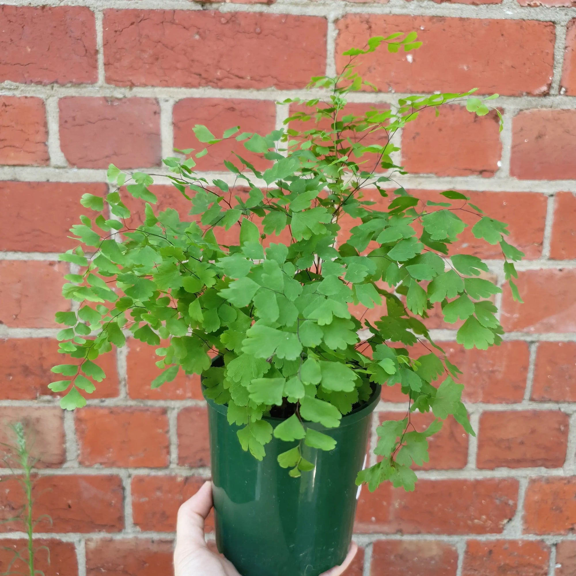 Maidenhair Fern - 13cm Pot Folia House