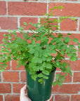 Maidenhair Fern - 13cm Pot Folia House