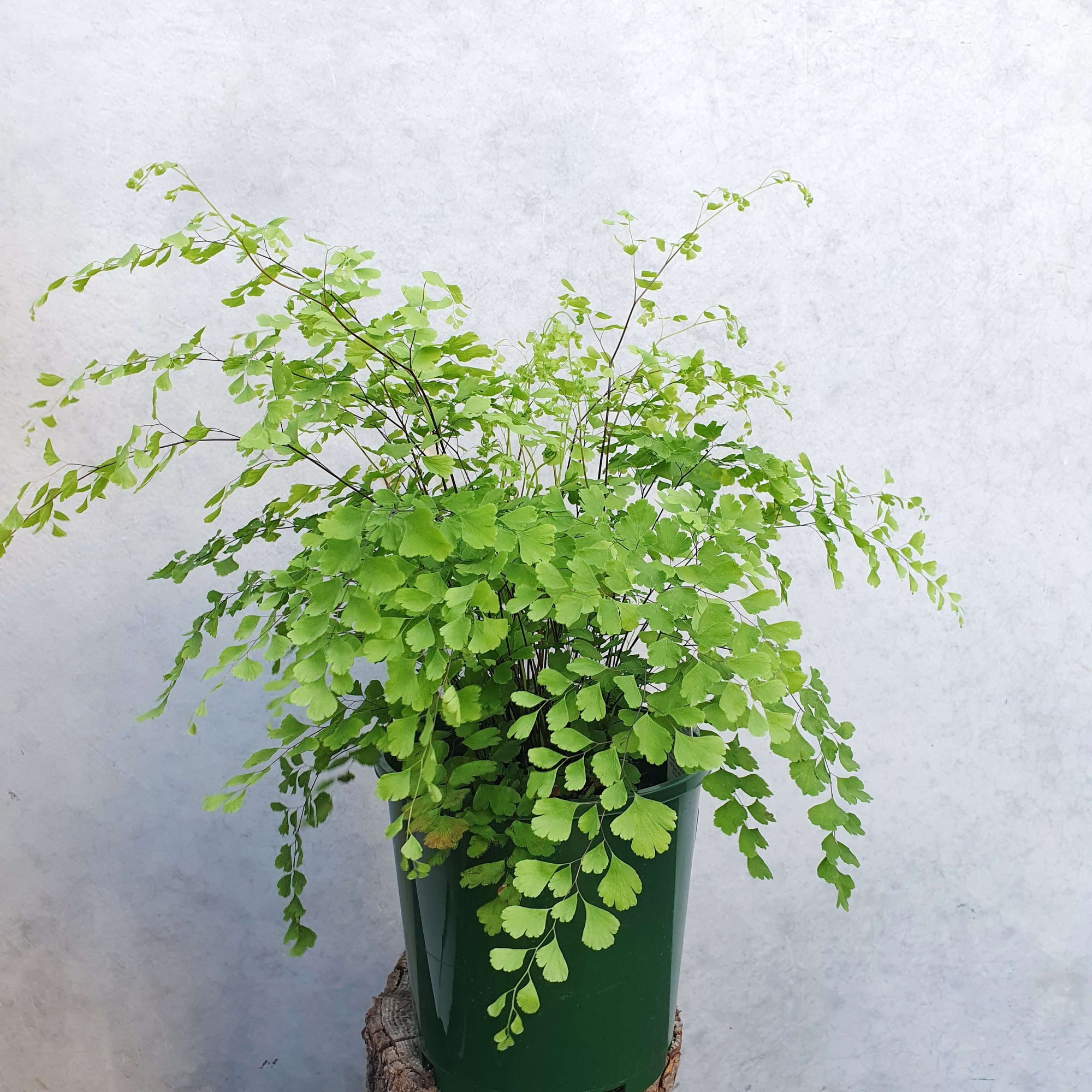 Maidenhair Fern - 17cm Pot Folia House