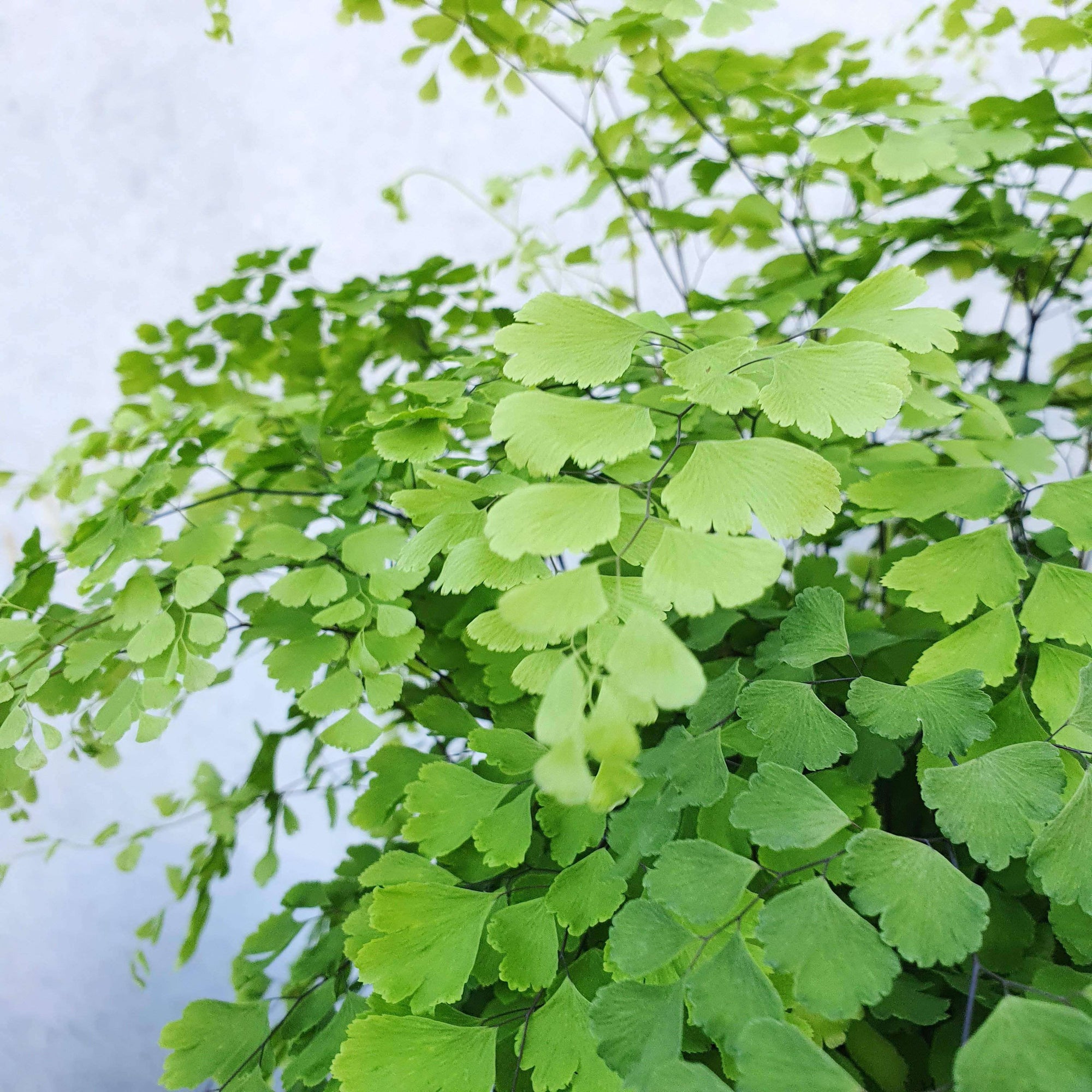 Maidenhair Fern Folia House