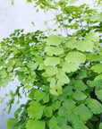 Maidenhair Fern Folia House