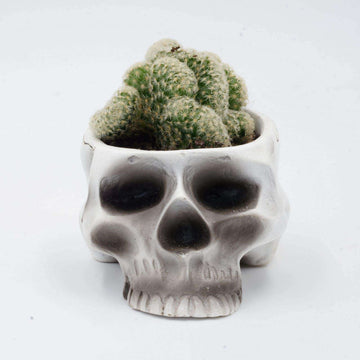 Mammillaria Brain Cactus - 15cm skull planter Folia House