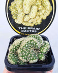 Mammillaria Brain Cactus Folia House