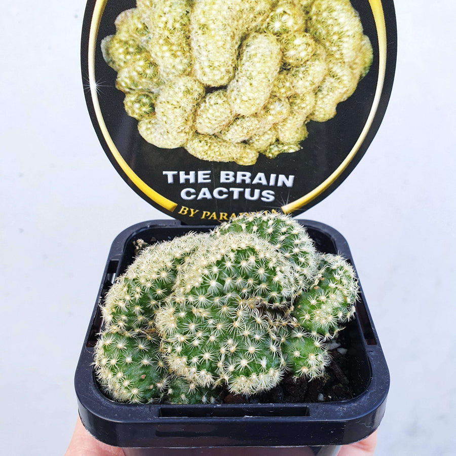 Mammillaria Brain Cactus Folia House