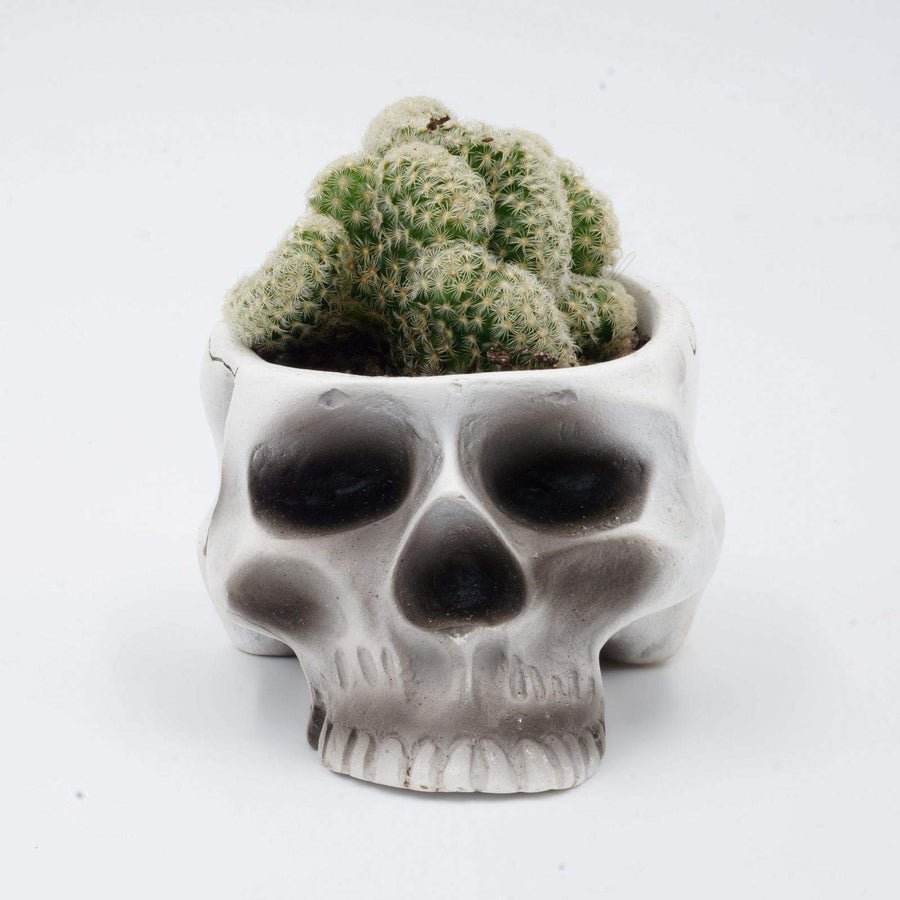 Mammillaria Brain Cactus Folia House