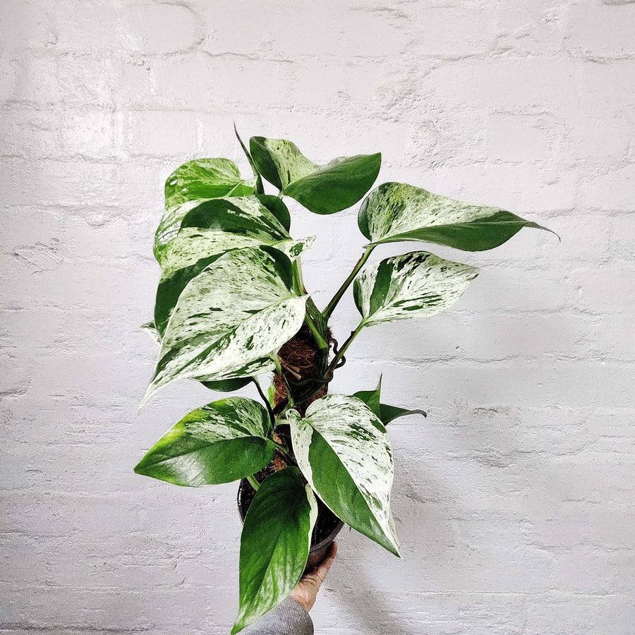 Marble Queen Pothos - 17cm with totem Folia House