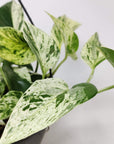 Marble Queen Pothos Folia House