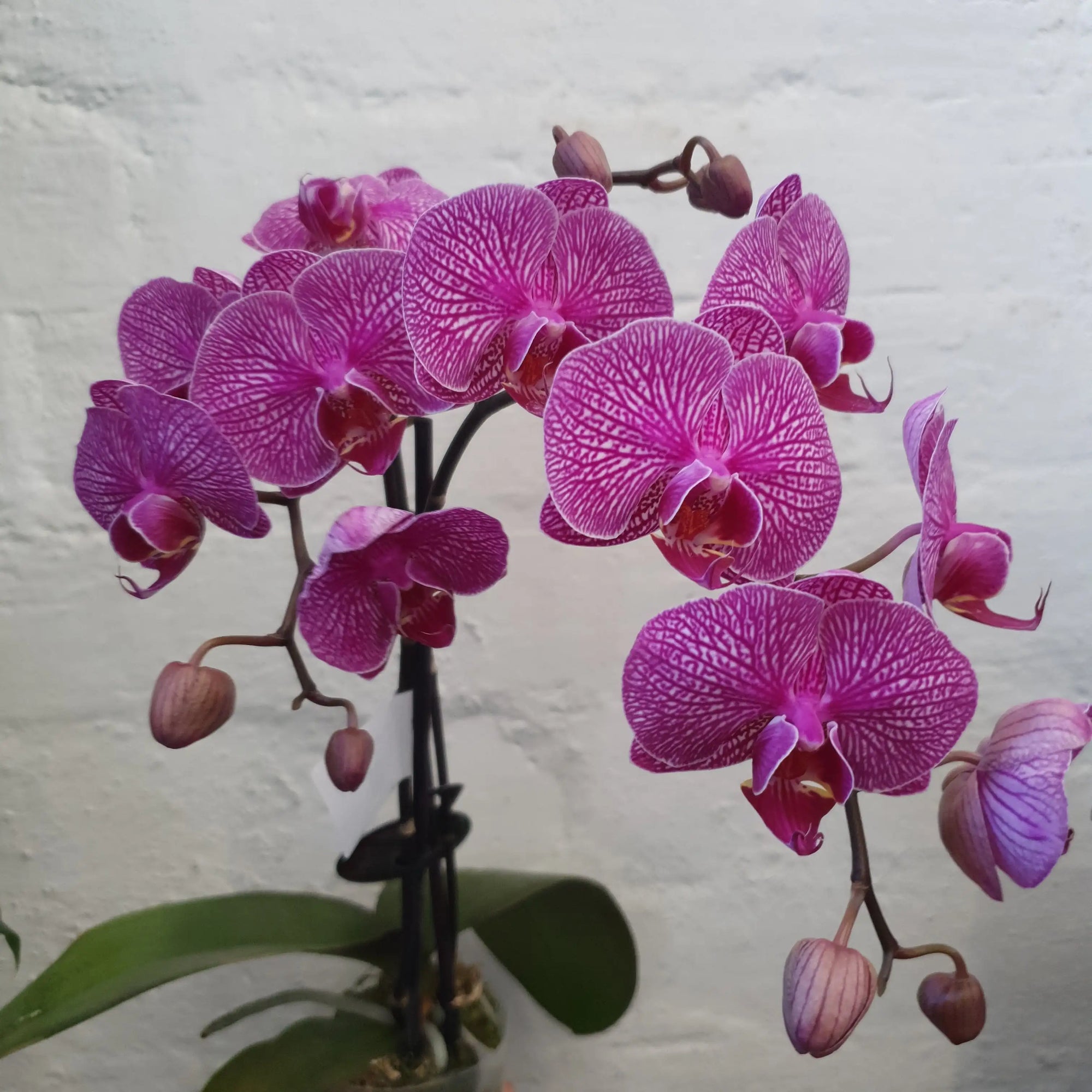 Mini Phalaenopsis Orchid - Pink - double stem - 10cm pot Folia House