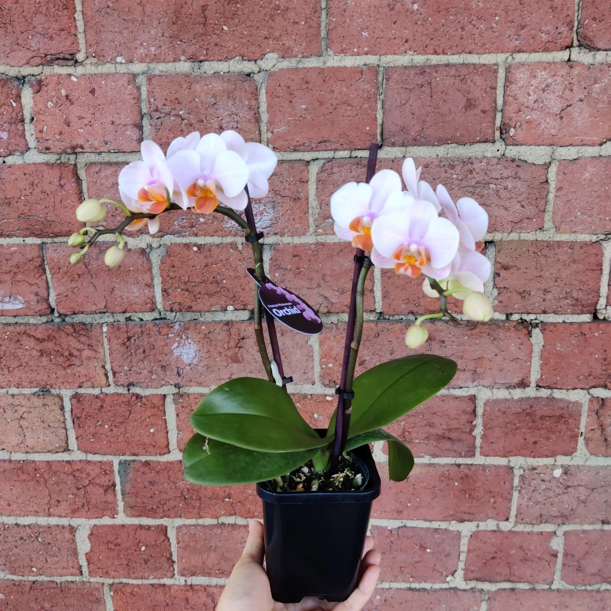 Mini Phalaenopsis Orchid - Pink - double stem - 10cm pot Folia House