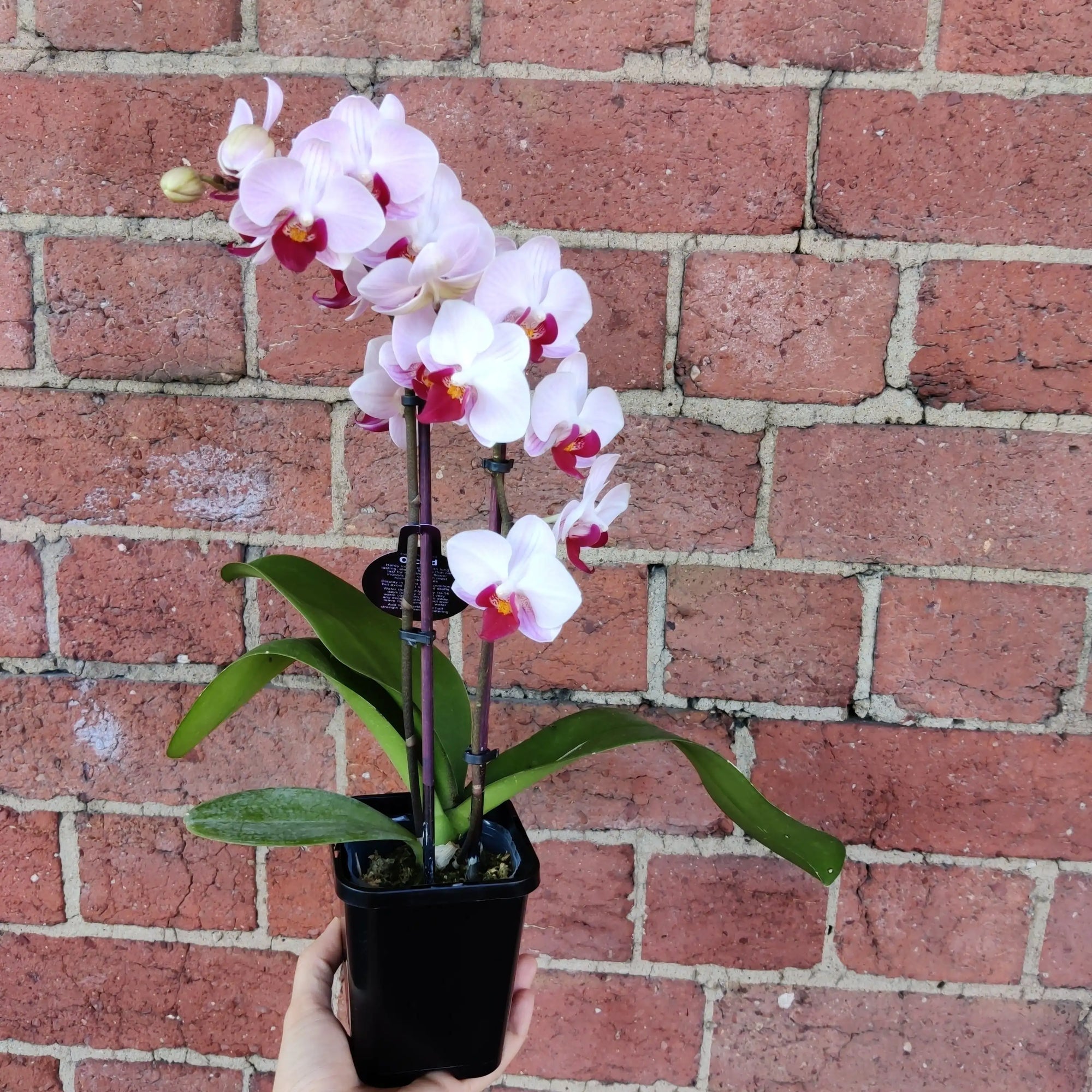 Mini Phalaenopsis Orchid - Pink - double stem - 10cm pot Folia House