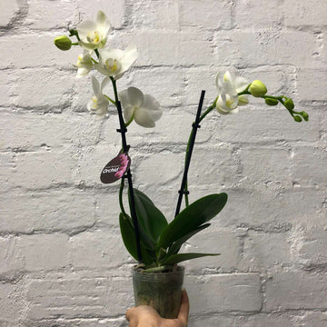 Mini White Phalaenopsis Orchid Folia House