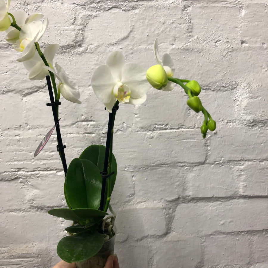Mini White Phalaenopsis Orchid Folia House