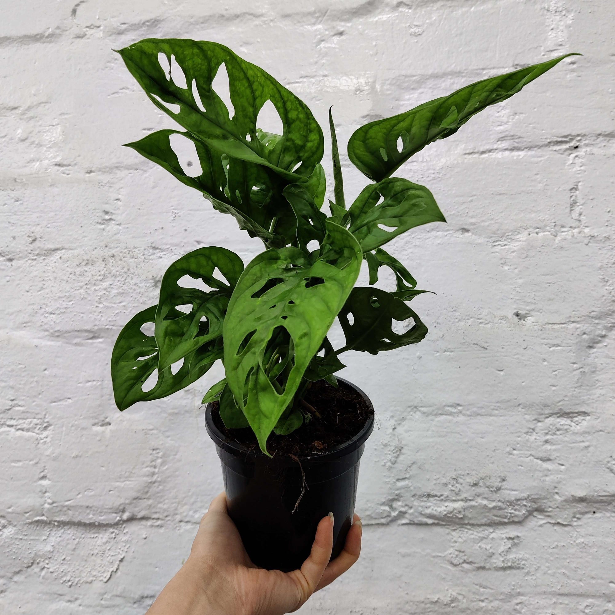 Monstera Adansonii Monkey Mask - 12cm Pot Folia House