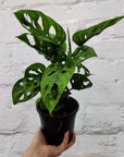 Monstera Adansonii Monkey Mask - 12cm Pot Folia House