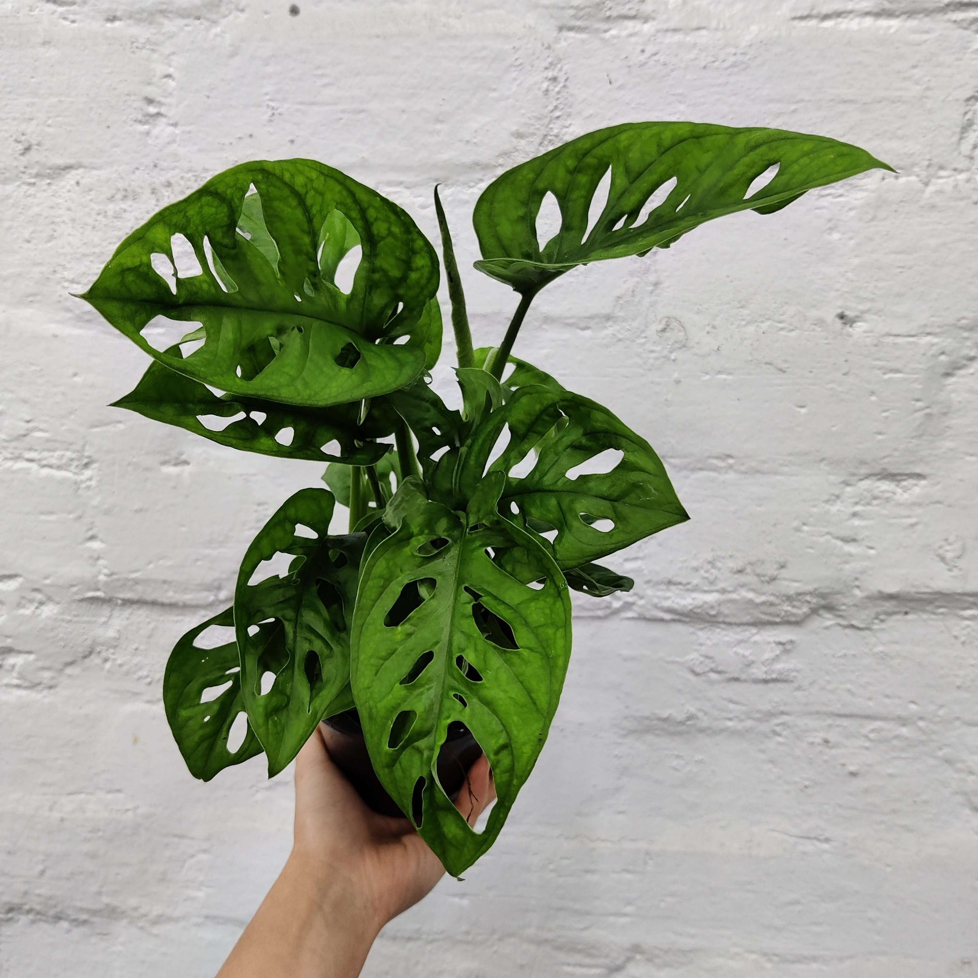 Monstera Adansonii Monkey Mask - 12cm Pot Folia House