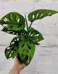 Monstera Adansonii Monkey Mask - 12cm Pot Folia House