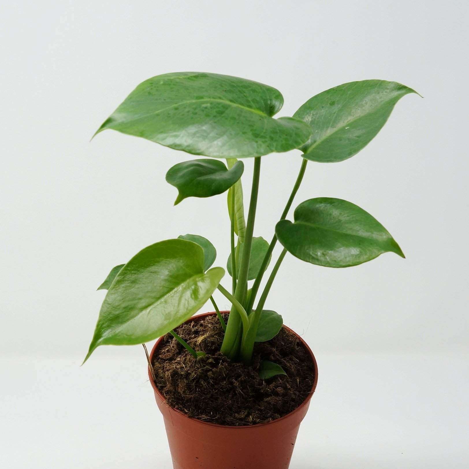 Monstera Deliciosa (Fruit Salad Plant) - 12cm Pot Folia House