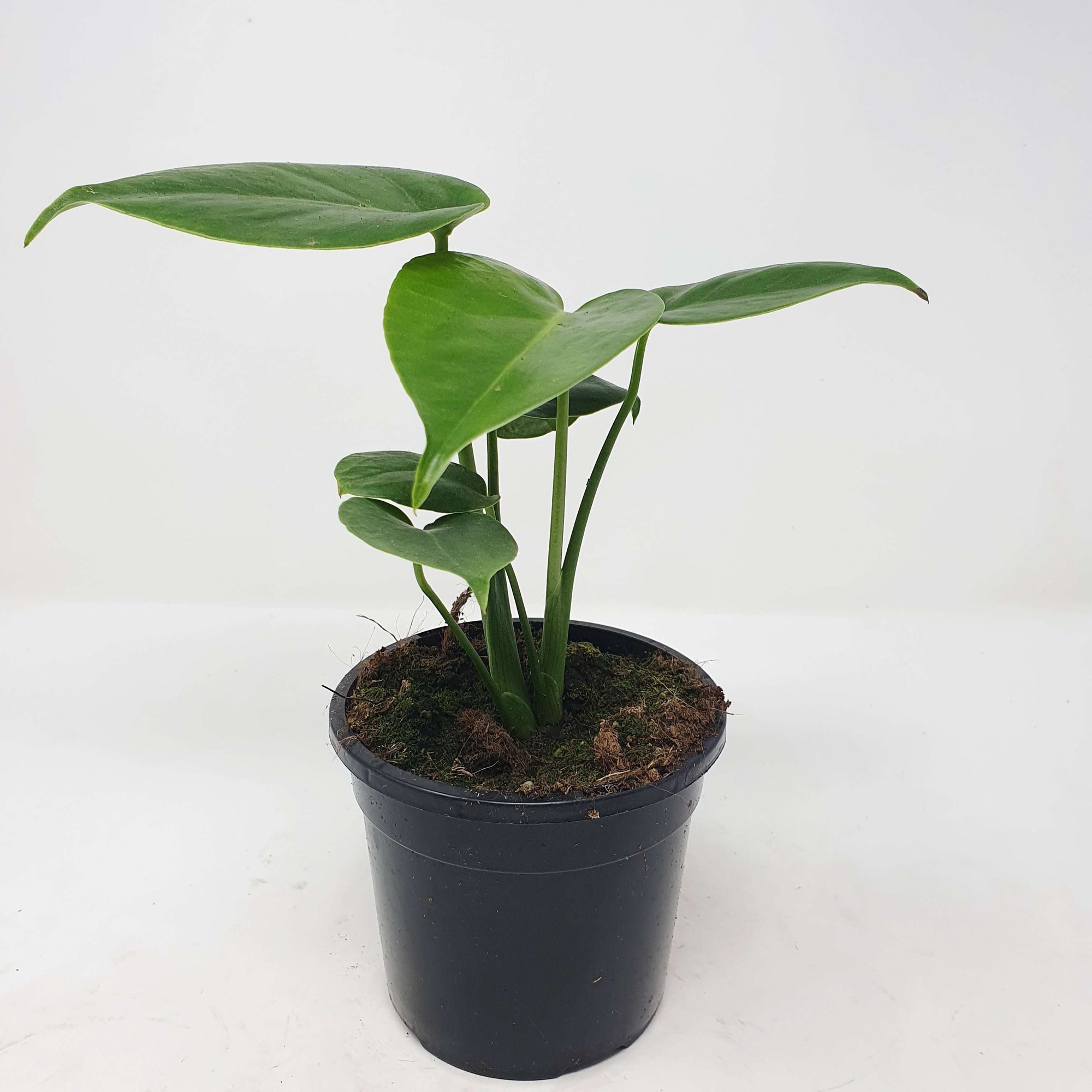 Monstera Deliciosa (Fruit Salad Plant) - 12cm Pot Folia House