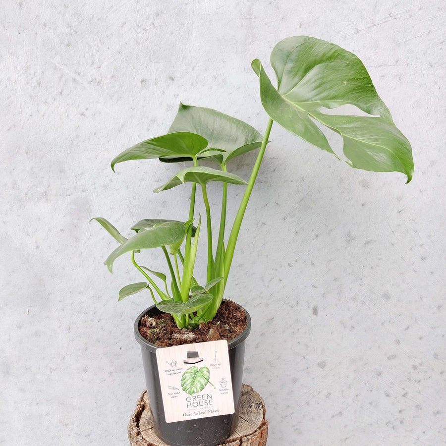 Monstera Deliciosa (Fruit Salad Plant) - 17cm Pot Folia House