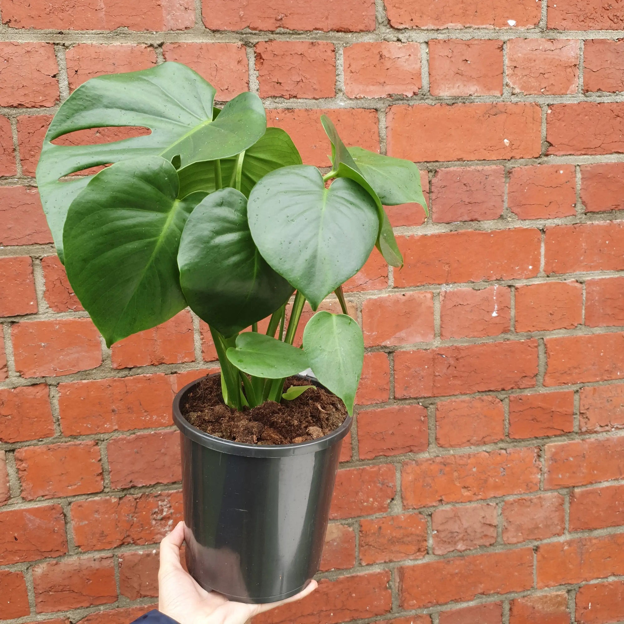 Monstera Deliciosa (Fruit Salad Plant) - 17cm Pot Folia House