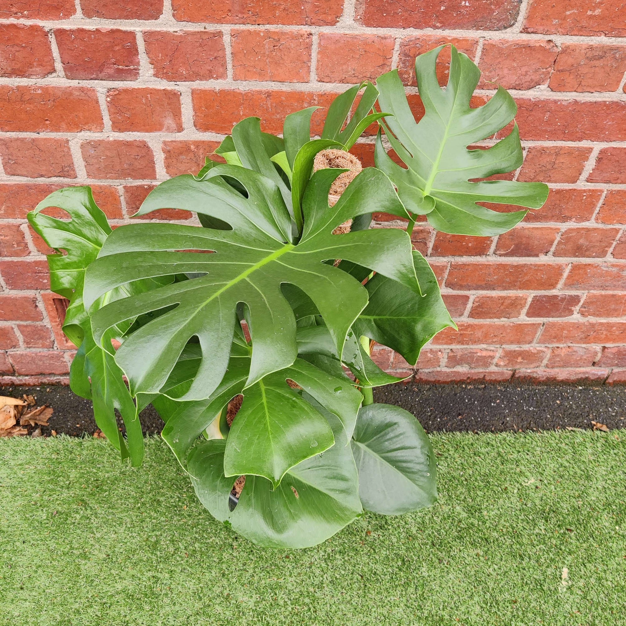 Monstera Deliciosa (Fruit Salad Plant) - 25cm Pot Folia House